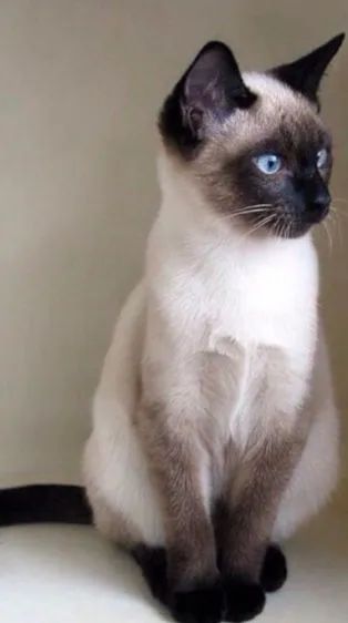 Gata fêmea ciamesa 