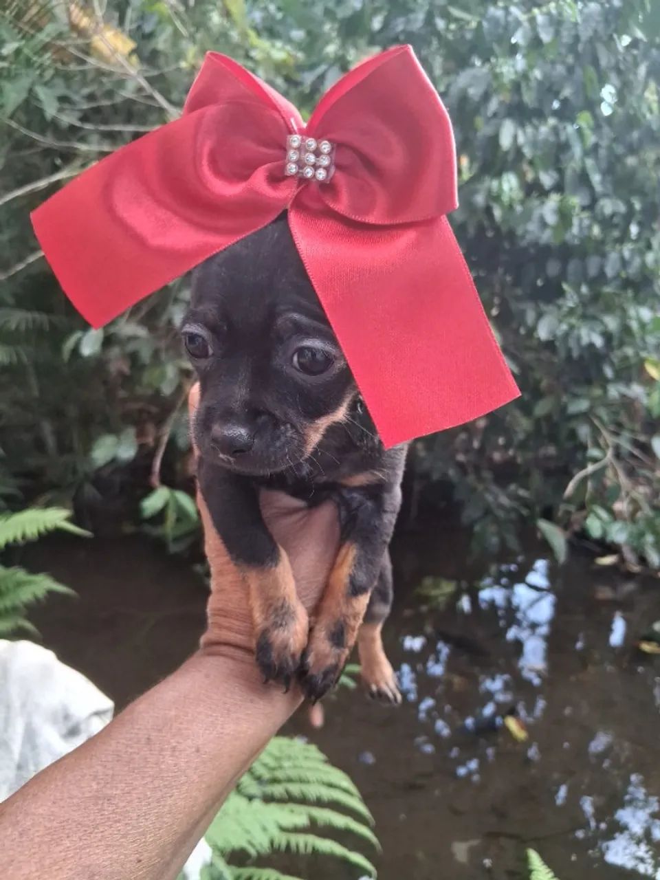 Femeas e machinho de pinche  - Foto 4