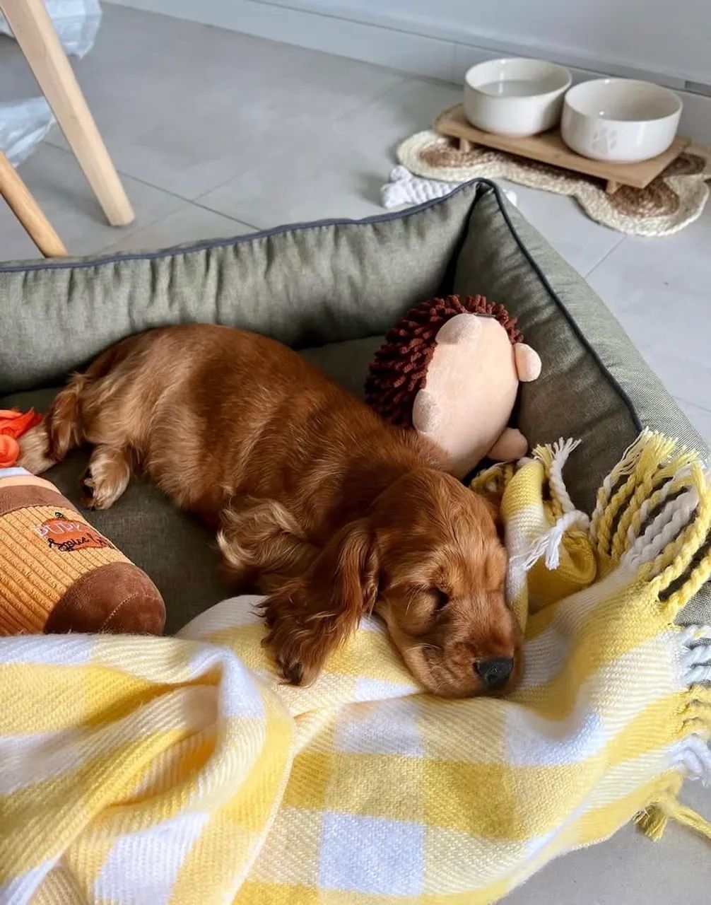 Cocker Spaniel ( 1 Casal ) - Foto 2