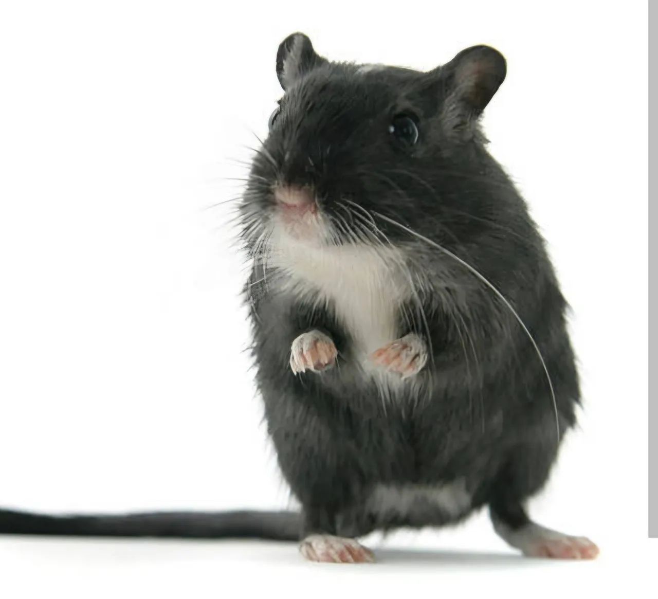 Filhotes de gerbil / esquilo da mongólia