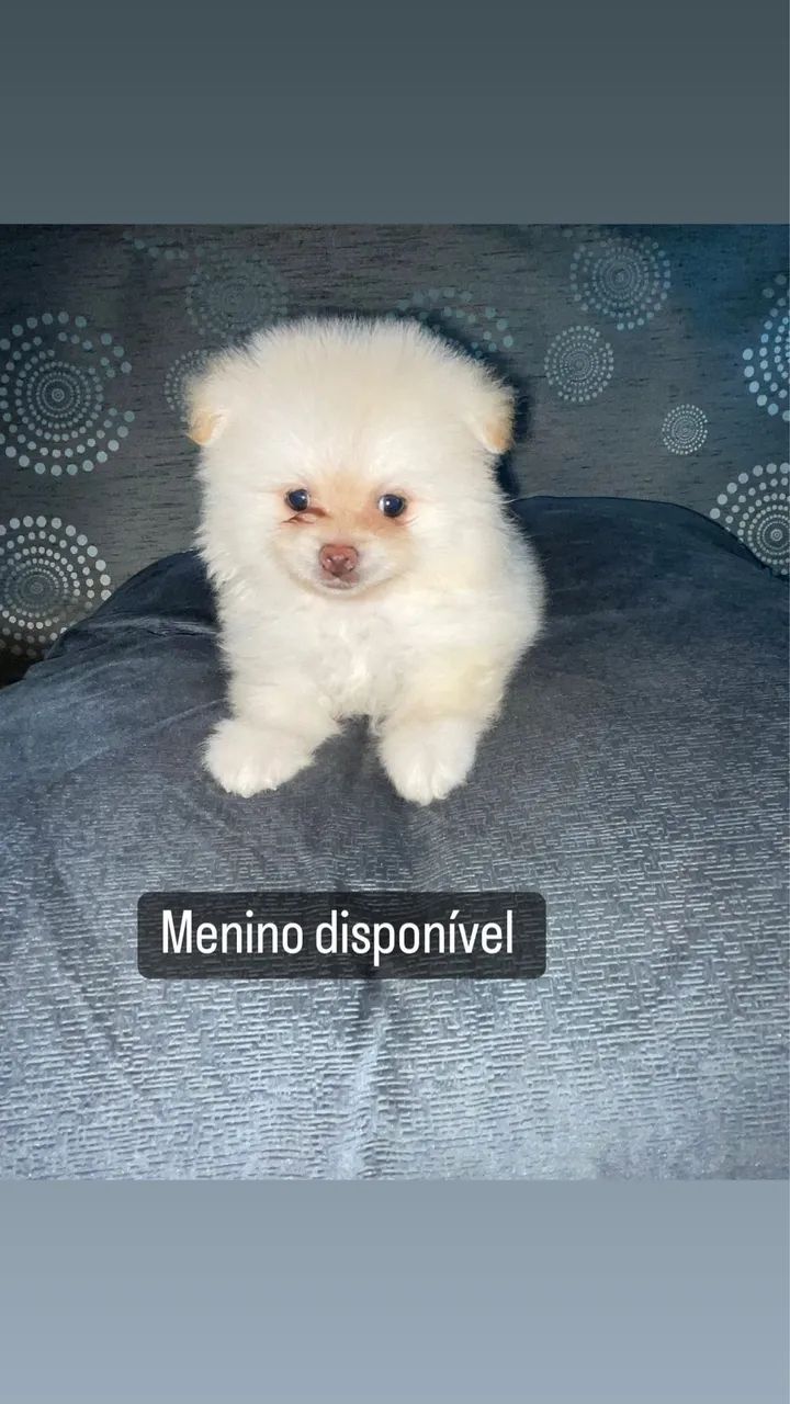 Cachorro - Foto 3