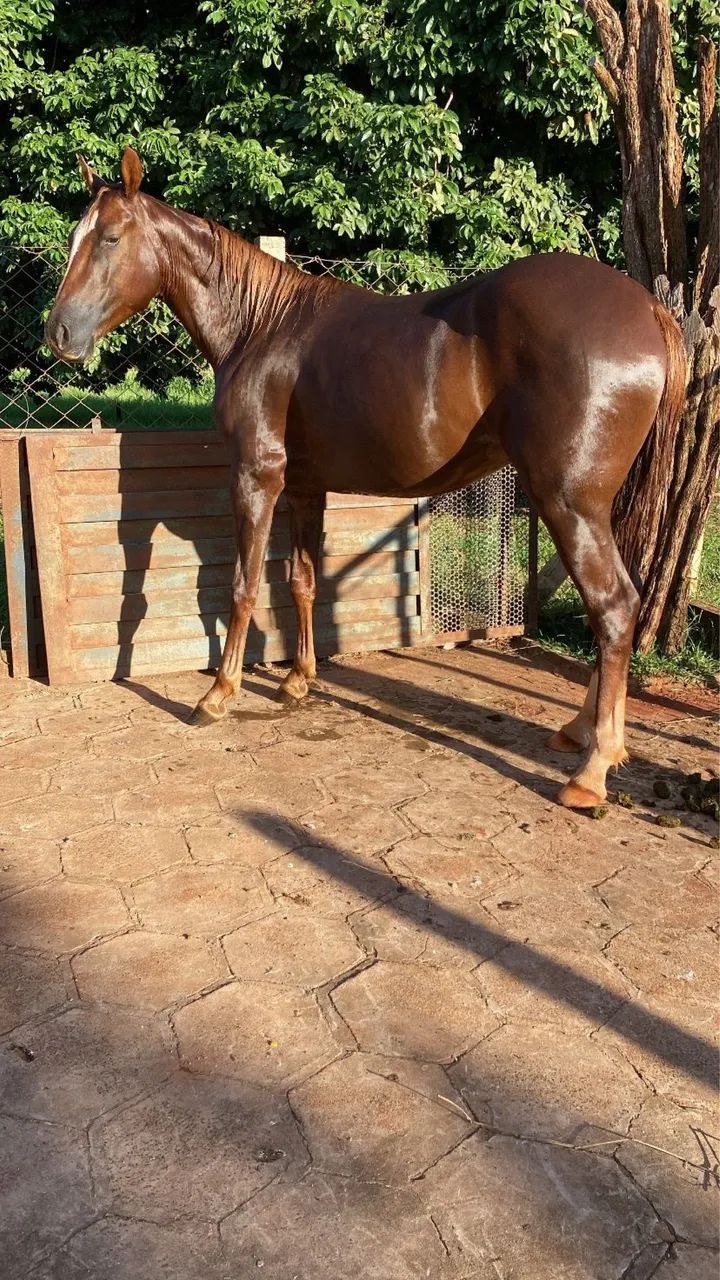 Cavalo a venda  - Foto 3