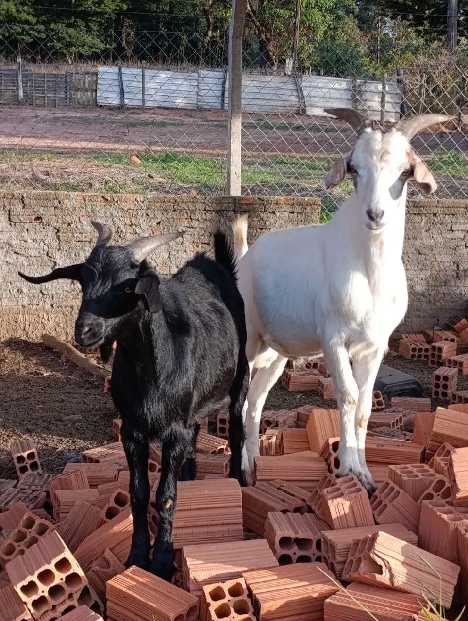 Cabrito  - Foto 2
