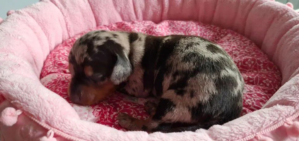 Dachshund fêmea e macho