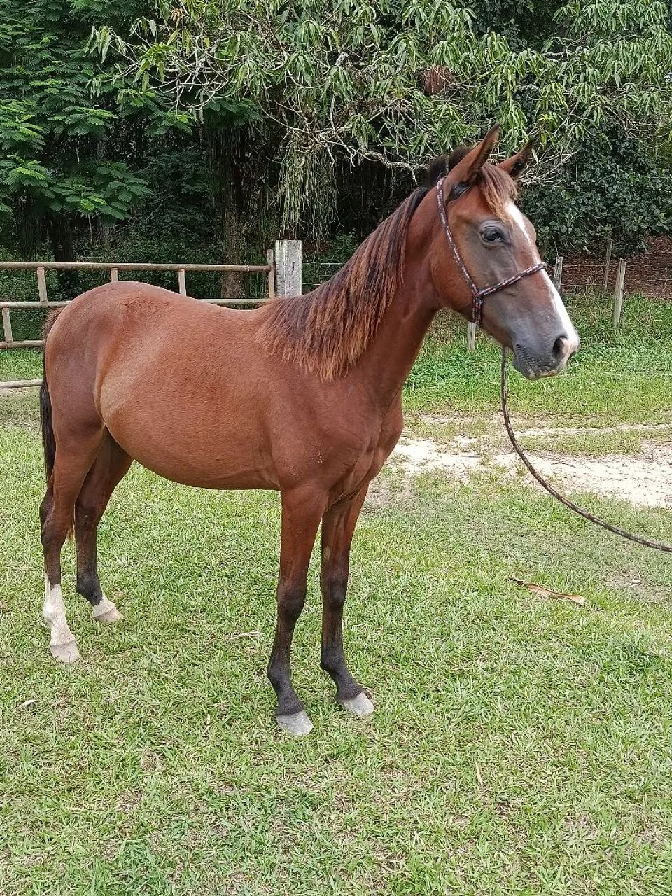 Potro macha picada  - Foto 2