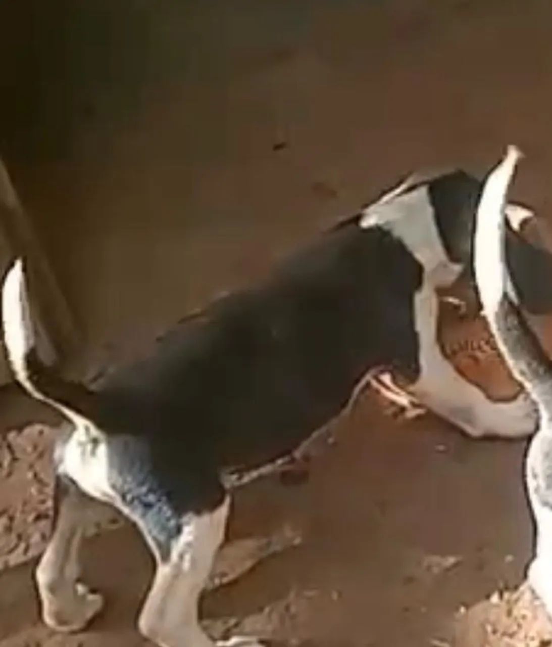 Beagle macho vacinado 
