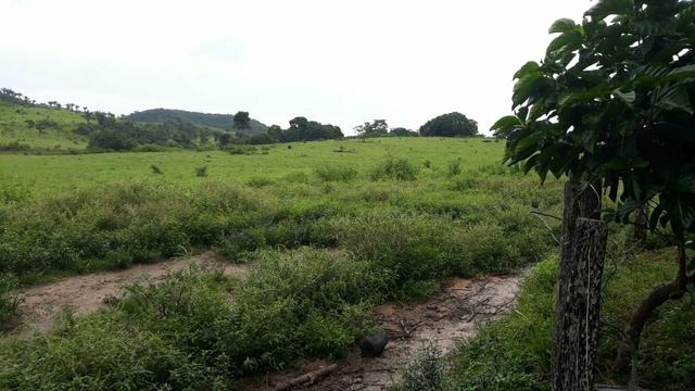 Fazenda 282 alqueires a 1 km do asfalto em açailândia - Foto 5
