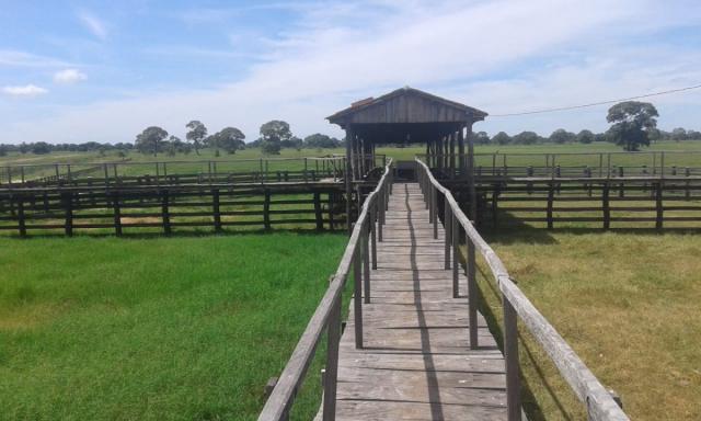 8271 | fazenda à venda em poconé mt - Foto 10