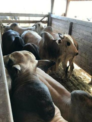 4342 Hect Em Barra Do Garça podendo virar soja.(Fazenda modelo difeênciada) - Foto 13