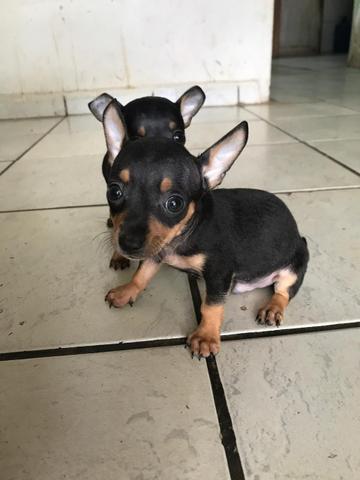 Cachorro pincher macho 40 dias