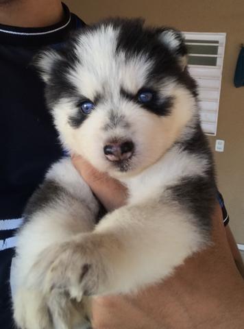 Husky Siberiano Wooly