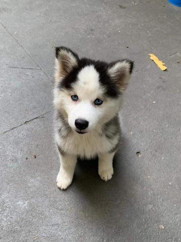 Husky Siberiano