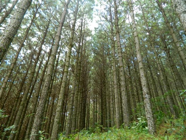 Floresta de Pinus - Foto 9