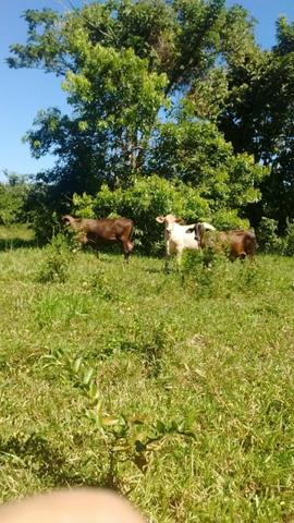 Fazenda com 806 hectares na Agrovila das Palmeiras a 130 km de Cuiabá - Foto 12