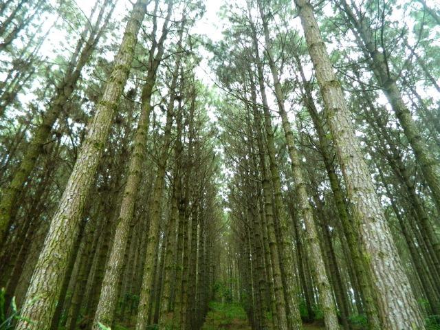 Floresta de Pinus - Foto 8