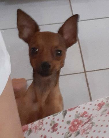 Procura-se - Foto 2
