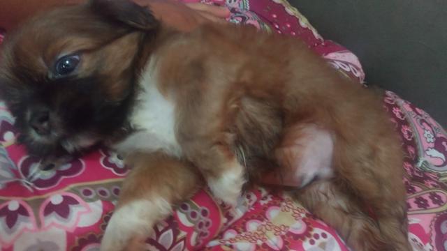 Shihtzu - Foto 4