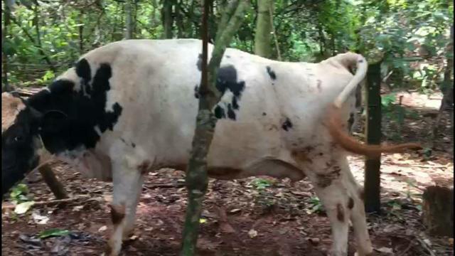 Vacas Leiteiras