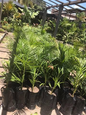 Palmeira bambu
