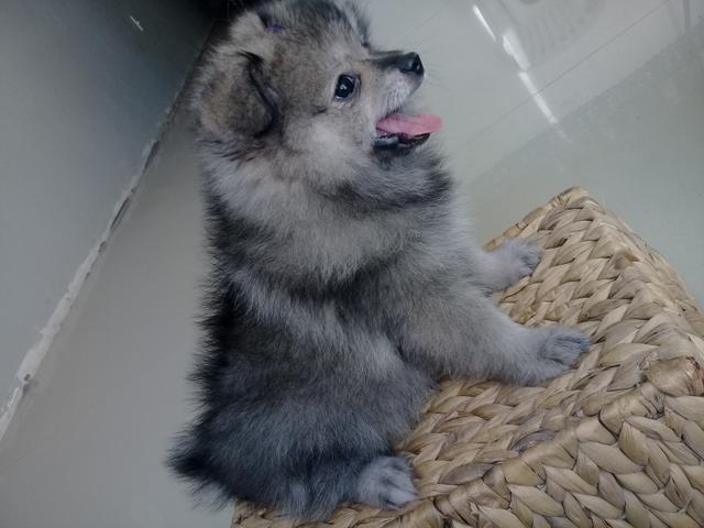 Spitz alemão femea linda bebê - Foto 3