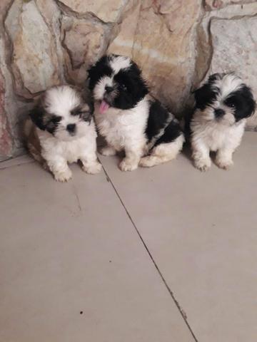 Filhotes shih tzu - Foto 4