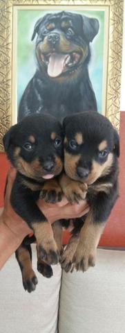 Cabeçudos Robustos E Imponentes Rottweiler Alemão Entrega Imediata Ligue Já - Foto 4
