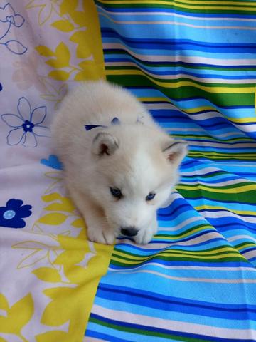 Husky siberiano macho e fêmea maiores informações no whatsaap - Foto 6