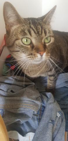 Adoção responsavel de gata