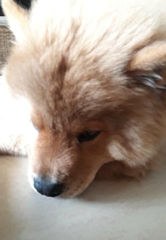 Filhotes de Chow-Chow a venda * - Foto 2