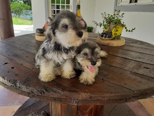 Schnauzer filhtotes - Foto 3