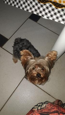 Vendo filhote de yorkshire bibelô - Foto 4