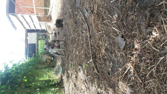 Macho de American bully - Foto 2