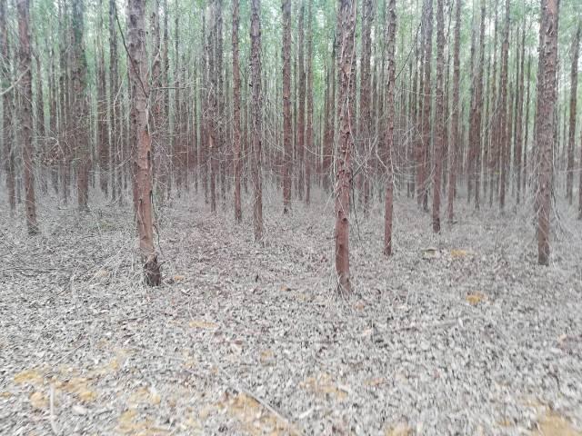 Fazenda com eucalipto - Foto 6