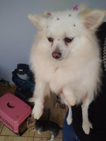 Lulu da Pomerânia - Foto 5