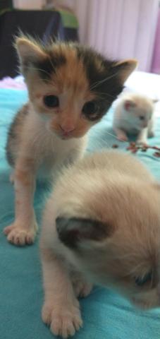 Gatos siameses - Foto 6