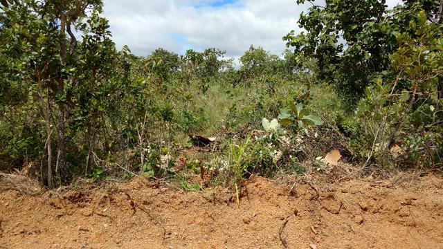 Lote De 1000 Metros no Lagoa Mansões, Bairro Nobre, Vizinhança Ótima, Financio - MVT - Foto 5