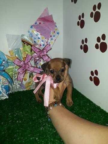 Pinscher caramelo Fiilhotes ótima linhagem!