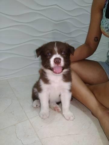 Filhotes da Raça Border Collie - Foto 2