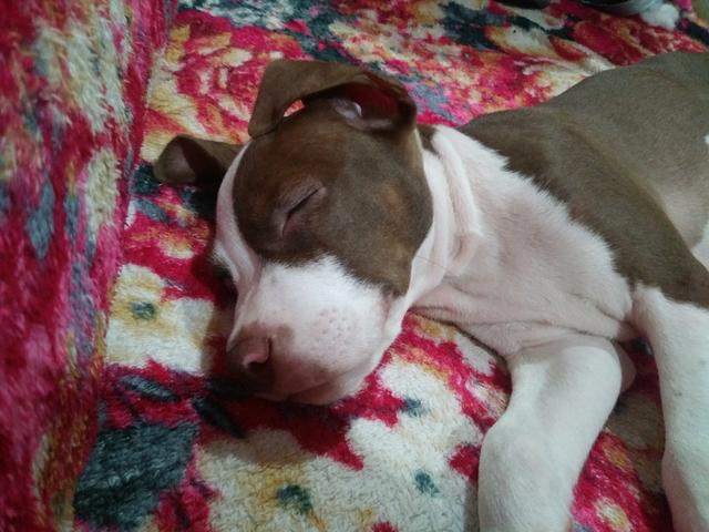 Filhote de pit bull - Foto 3