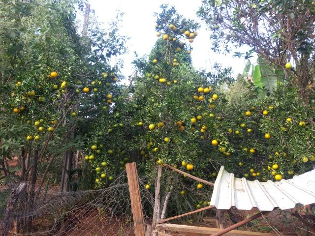 Chácara em Bonfinópolis - Foto 10