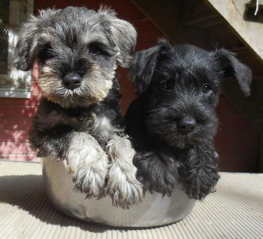 Lindos Filhotes Schnauzer - Foto 2