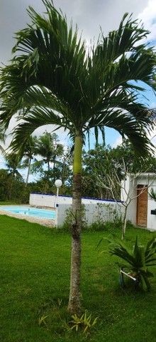 Palmeira Veitchia - Foto 2
