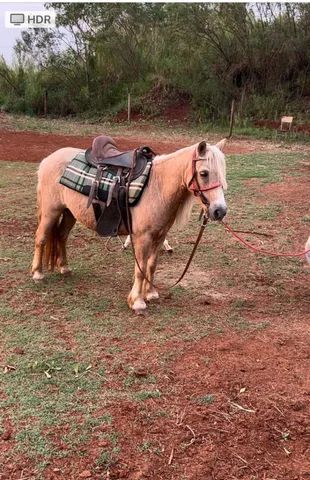 Vendo duas Pônei Arapongas- Pr - Foto 4