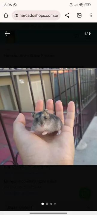 Hamster russo anão (esquilo). - Foto 2