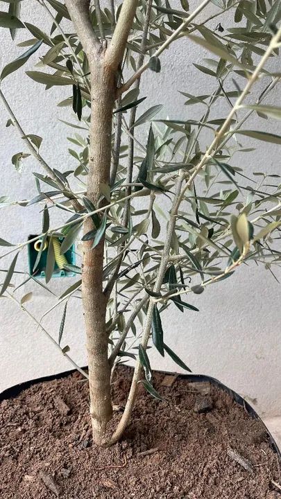 OLIVEIRA COM CAULE GROSSO - Foto 3