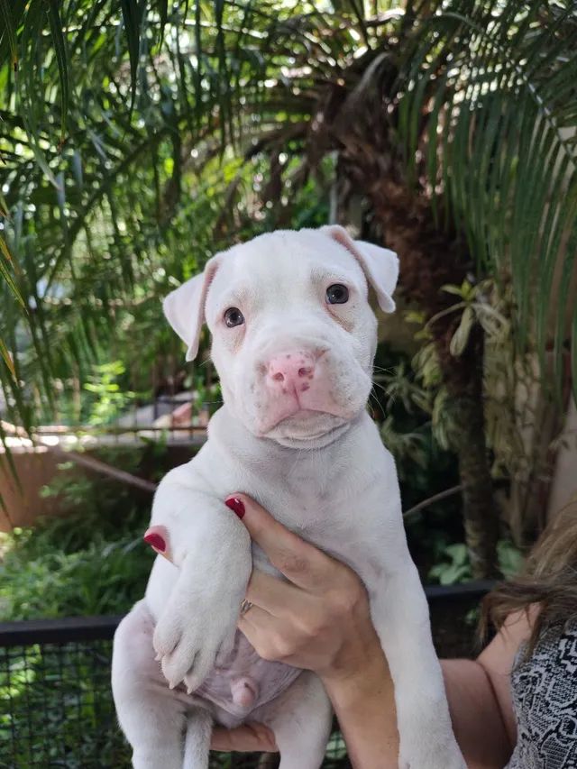 Pit Bull Terrier Dogo Argentino Amstaff Mix Dogo Argentino Pit Mix