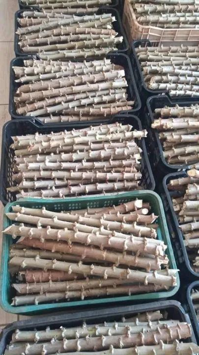 Mudas nativas reflorestamento ornamentais  - Foto 5