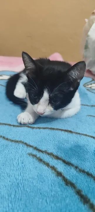 Gatinho preto e branco disponível para adoção - Foto 2