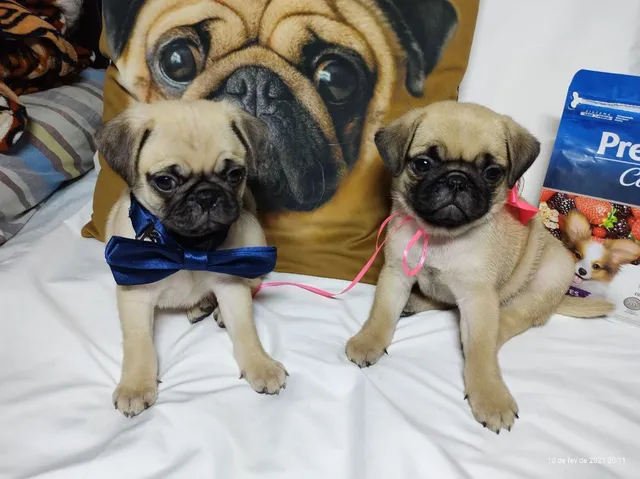 Cachorros - São Bernardo do Campo, São Paulo