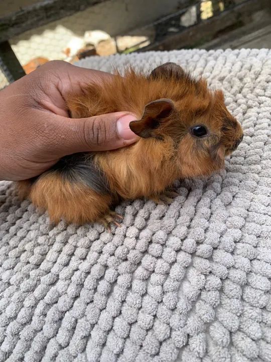 Filhotes de porquinho da Índia 